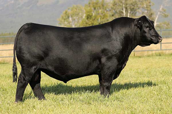 Montana Jet 1271-20138612