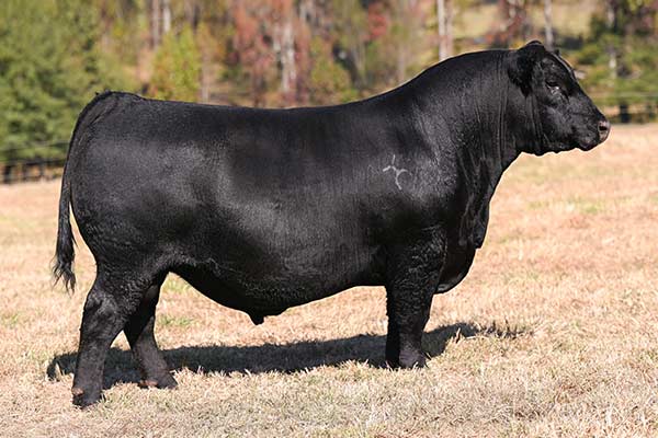 Partisover Tradition 241-20375442